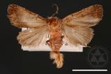 ǦW:Athetis obtusa