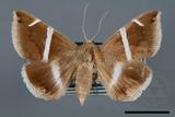 ǦW:Dysgonia arctotaenia