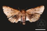 ǦW:Anatatha sp.