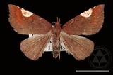 ǦW:Pangrapta costinotata