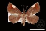 ǦW:Pangrapta costinotata