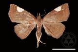 ǦW:Pangrapta costinotata