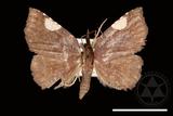 ǦW:Pangrapta costinotata