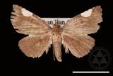 ǦW:Pangrapta costinotata