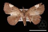 ǦW:Pangrapta costinotata