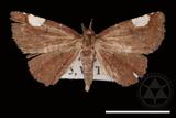 ǦW:Pangrapta costinotata