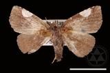 ǦW:Pangrapta costinotata