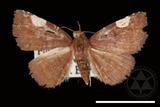 ǦW:Pangrapta costinotata