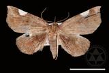 ǦW:Pangrapta costinotata