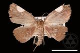 ǦW:Pangrapta costinotata