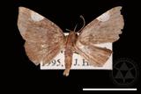 ǦW:Pangrapta costinotata