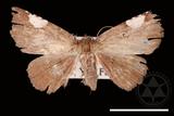 ǦW:Pangrapta costinotata