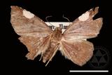 ǦW:Pangrapta costinotata