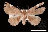 ǦW:Pangrapta costinotata