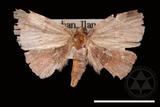 ǦW:Pangrapta costinotata