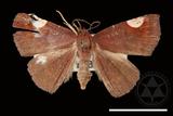 ǦW:Pangrapta costinotata