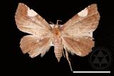 ǦW:Pangrapta costinotata