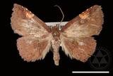 ǦW:Pangrapta costinotata