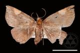 ǦW:Pangrapta costinotata