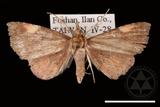 ǦW:Pangrapta costinotata