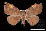 ǦW:Pangrapta costinotata