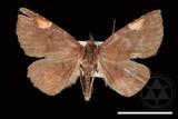 ǦW:Pangrapta costinotata