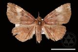 ǦW:Pangrapta costinotata