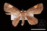 ǦW:Pangrapta costinotata