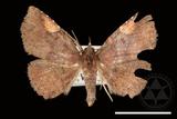 ǦW:Pangrapta costinotata