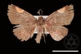 ǦW:Pangrapta costinotata