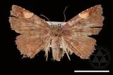 ǦW:Pangrapta costinotata