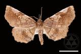 ǦW:Pangrapta squamea