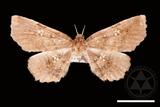 ǦW:Pangrapta squamea