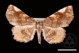 ǦW:Pangrapta squamea