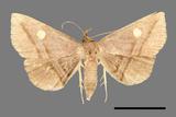 ǦW:Hadennia sp.