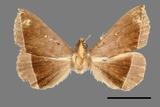 ǦW:Hadennia sp.