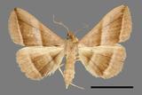 ǦW:Hadennia obliqua