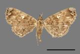 ǦW:Idia fulvipicta