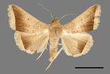 ǦW:Simplicia bimarginata