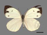 中文種名:輕海紋白蝶