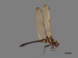 中文種名:高砂蜻蜓