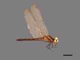 中文種名:金黃蜻蜓