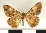 PW:Ectropis nigriflex Prout 1914