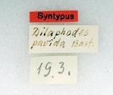 {βզX:Dilophodes pavidus Bastelberger 1911
