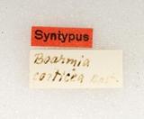 զX:Boarmia corticea Bastelberger 1911