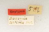 {βզX:Hypomecis corticea (Bastelberger 1911)