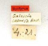 զX:Catascia caenosa Bastelberger 1911