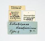 :Silabraxas kanshireiensis ( 1915)