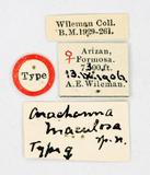 {βզX:Arichanna maculosa Wileman 1912