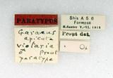 PW:Garaeus apicatus  violaria Prout 1922